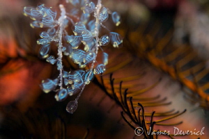 Blue bells on feathers / Trying something artistic :) by James Deverich 